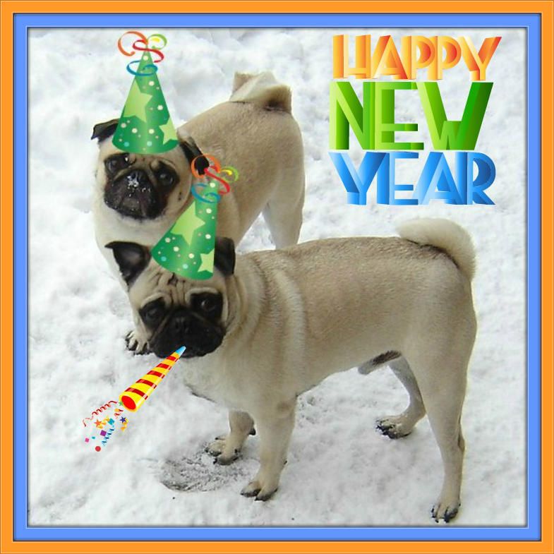 new year dog photo: Pugs New Year PugNewYear-1.jpg