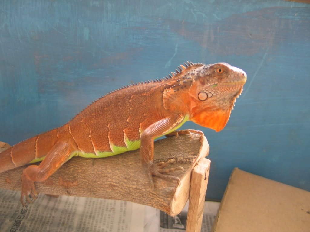 iguana bercula