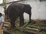 Colombo,elephant