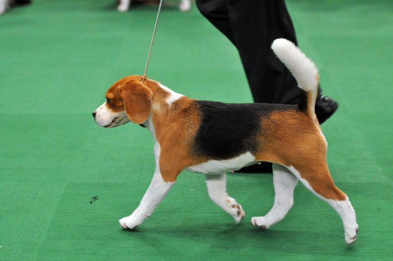 Beagle 15 Inch