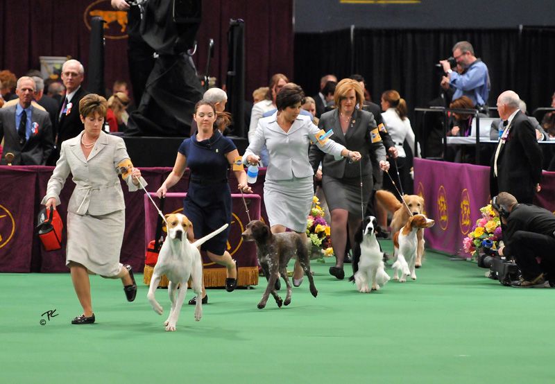 Laureate Shelties Westminster The Sporting Group