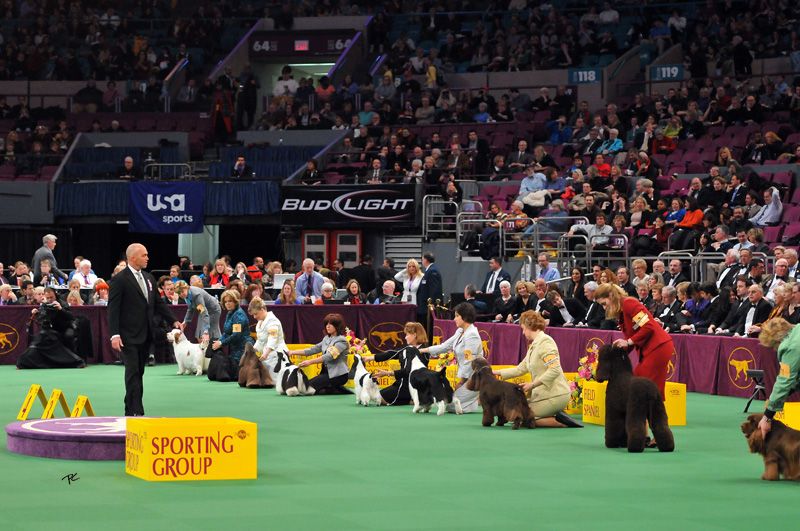 Laureate Shelties Westminster The Sporting Group