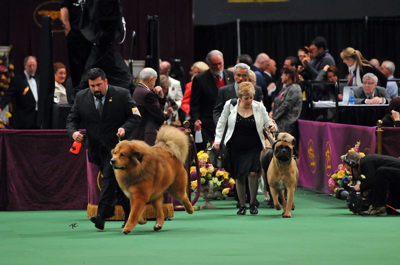 Tibetan Mastiff Mix. mastiff inguinal