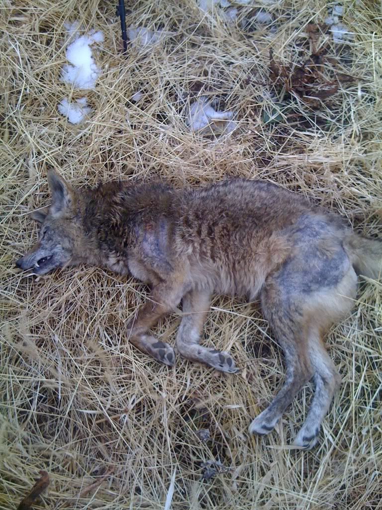 haybailcoyote2.jpg