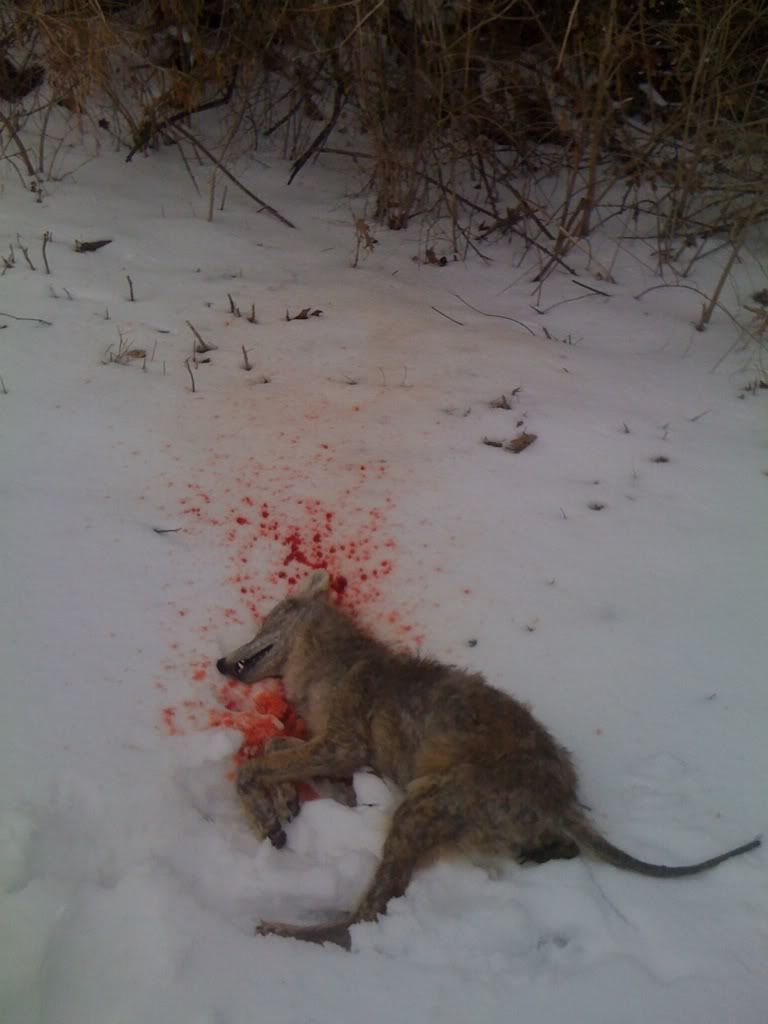 jan262011coyote.jpg