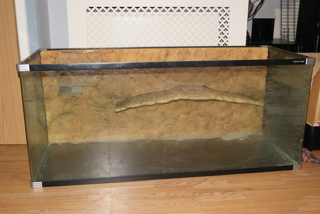 W Midlands 1.3 Musk turtles and Reptile one Turtle Tank Pro 120cm