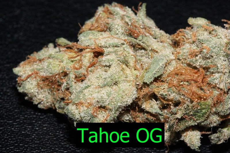 Og Tahoe