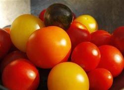 Tomato Seeds