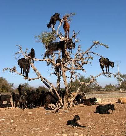 kambing pemanjat pohon