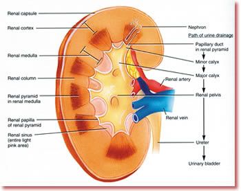 liver disease