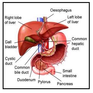 liver disease symptoms