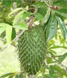 benefits of soursop