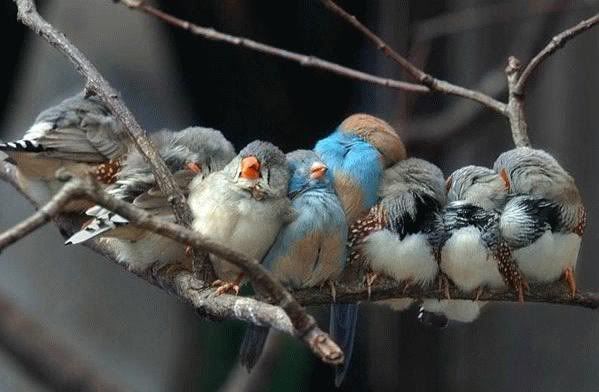 love birds photo: Love Birds cuddlebirds.jpg