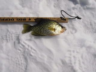 Crappie Pictures, Images and Photos