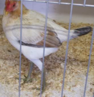 modern hen