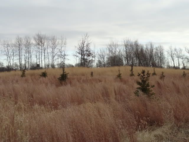 Pinesandgrass5.jpg