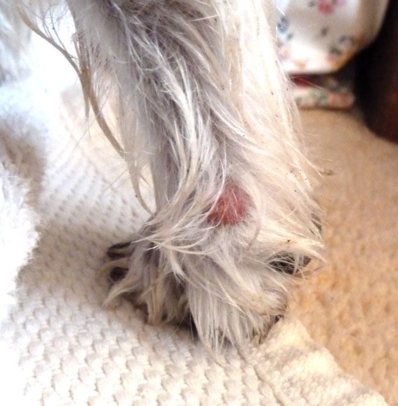 Westie Pimpleboil Found On Back Leg — Digital Spy